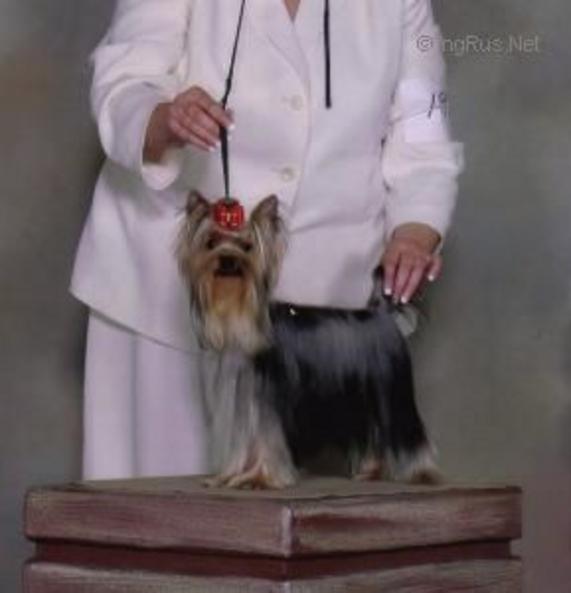  DOVERCASTLE'S JACK SPARROW — Labaza DogPedigree YorkshireTerrier